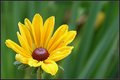 Nova Scotian Daisy