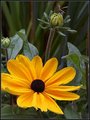 Flower and Mosquito