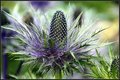 Thistle - Akureyri