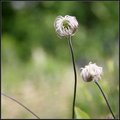 Botanical Fuzz - Akureyri