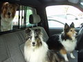 The Clan - Just Truckin'