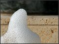 Water Form