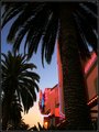 Palm Neon