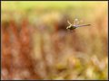 In Flight