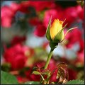 Yellow Rose Red Bokeh