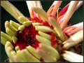 Newborn Dahlia Details