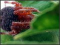 Spider Eyes Macro