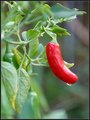 Fall Pepper