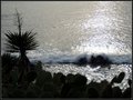 Yucca Tides