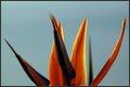 Bird Of Paradise (Close Up)