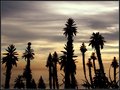 Aloe Sunset