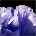 Iris Abstract Macro