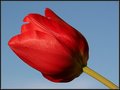 Red Tulip At Sunset