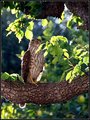 Sharp Shinned Hawk