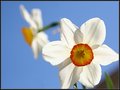 What's Up, Daff?