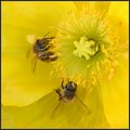 Like Two Bees In A Pod