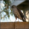 Sharp Shinned Hawk
