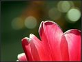 What a Tulip Sees!