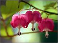 Bleeding Hearts