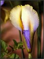 Iris Texture