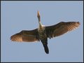 Fly Over!  (Double Crested Cormorant)