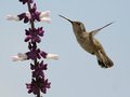 Solana Hummingbird