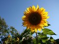 Backlit Sunflower III