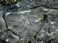 Frozen Pond Detail
