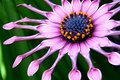 African Daisy Close Up