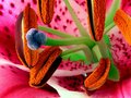 Floral Party (Asian Lily)