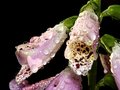 Foxglove
