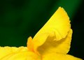 Yellow Iris Detail