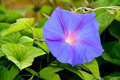 Morning Glory II