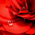 Shades of Red