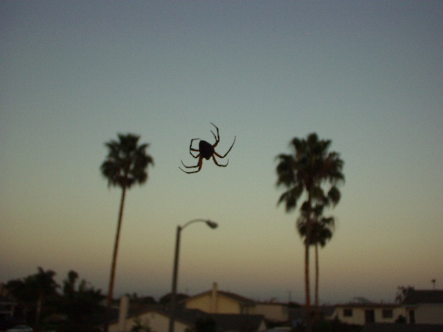 Night Spider II