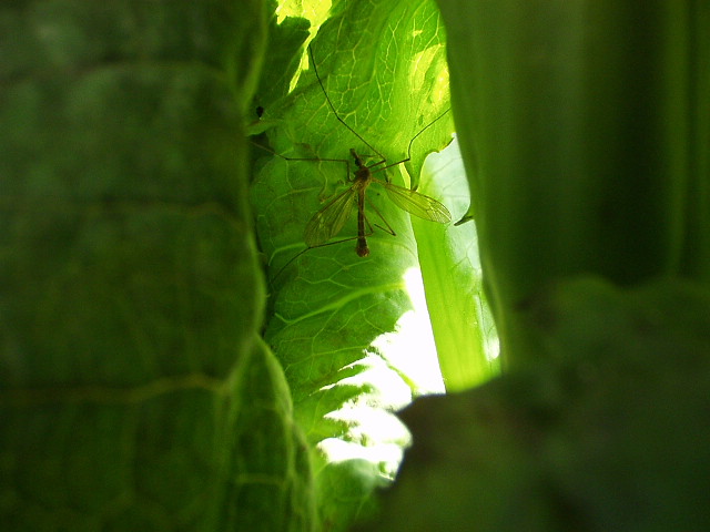 Mosquito In Waiting