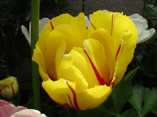 Tulip - Varigated