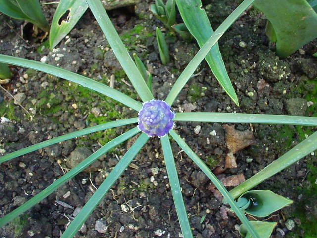 Blue Geometry