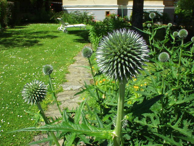 Fuzzy or Spikey?