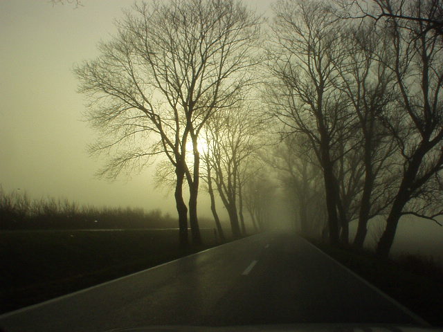 Roadside Trees in Fog