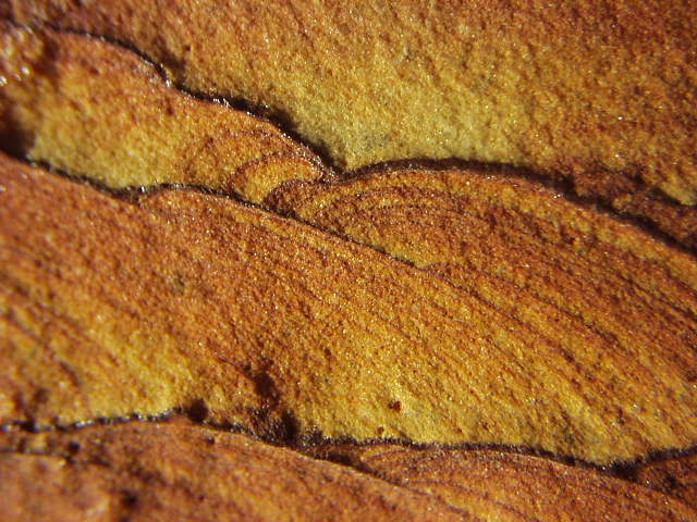 Sandstone Hills