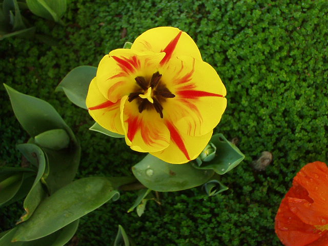 Red and Yellow