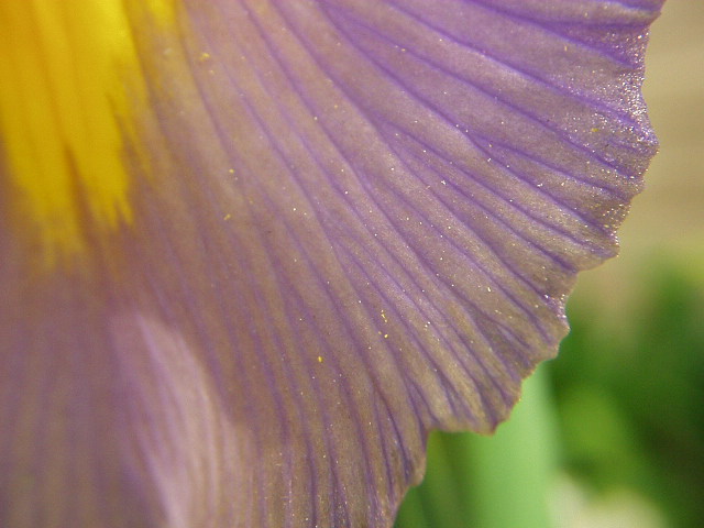 Dutch Iris Detail