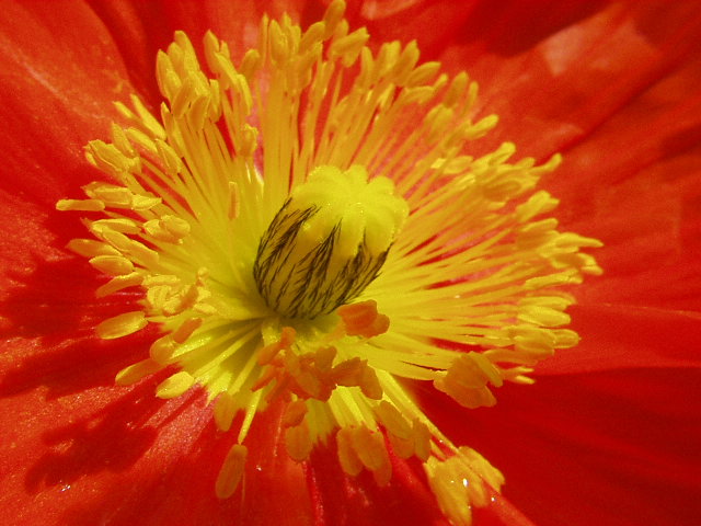 Yellow In Red