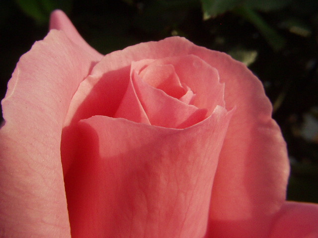Rose Layers
