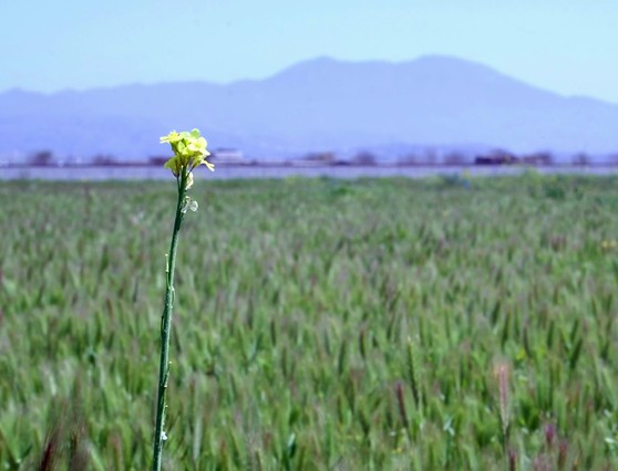 Saddleback Mountain