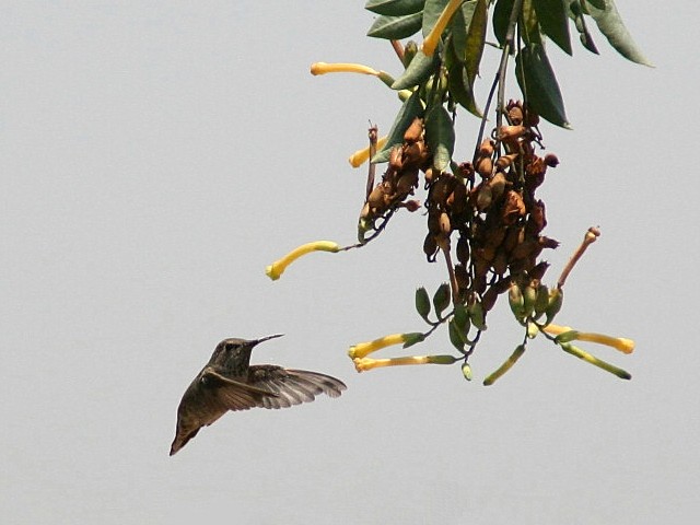 Hummingbird Study II