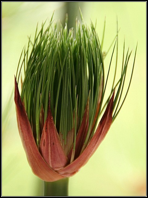 Needles