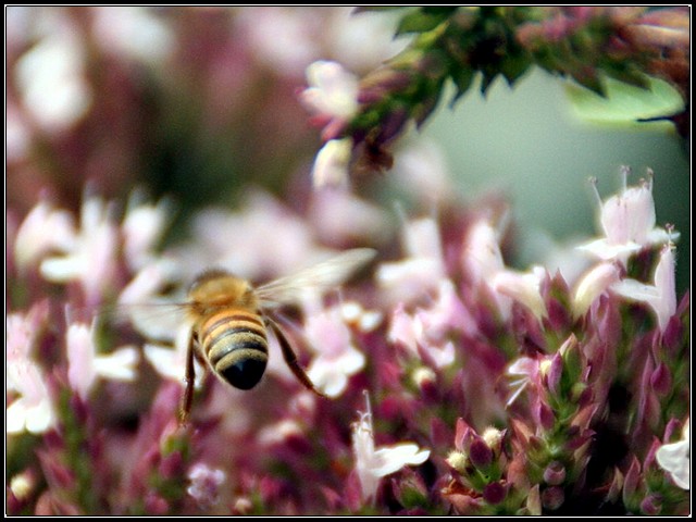 C-Ya Bee!