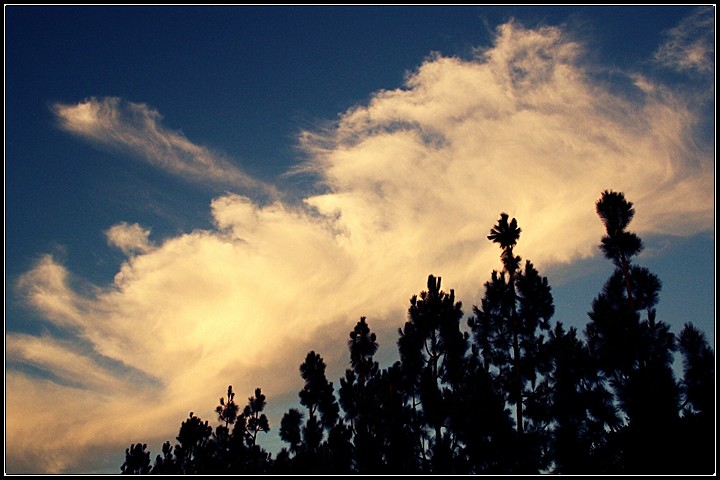 Treeline (after)